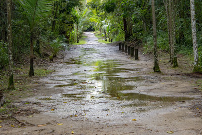 Stream flowing amidst trees in forest