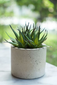 Close-up of succulent plant on table