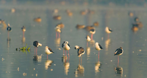 Closeup shot of migratory bird perching on the lake water