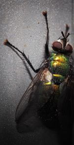 Close-up of fly on leaf