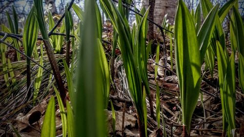 Full frame shot of plants growing on field