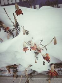 Close-up of dry leaves on snow covered plant