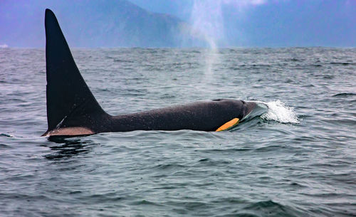 The killer whale in kamchatka with the fin above water