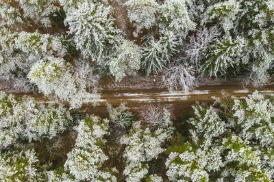High angle view of trees growing in forest during winter