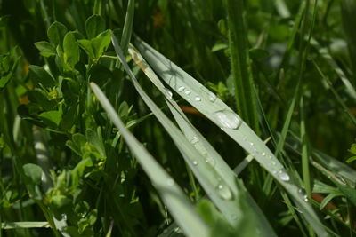 Close-up of water drops on grass