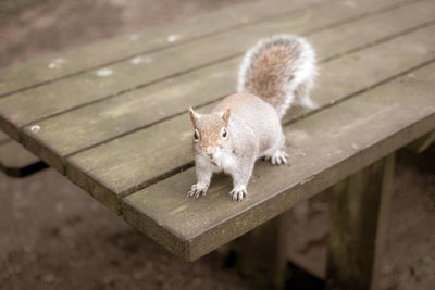 High angle view of cat on bench