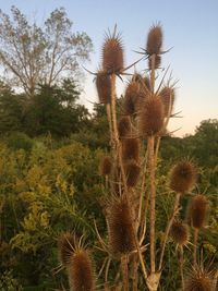 Close-up of succulent plant on field against sky