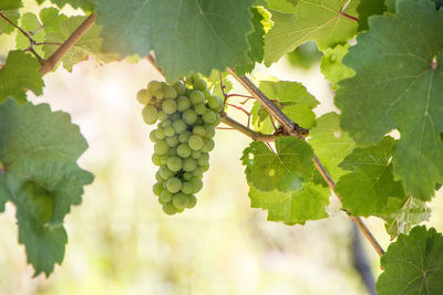 Close-up of grapes growing in vineyard