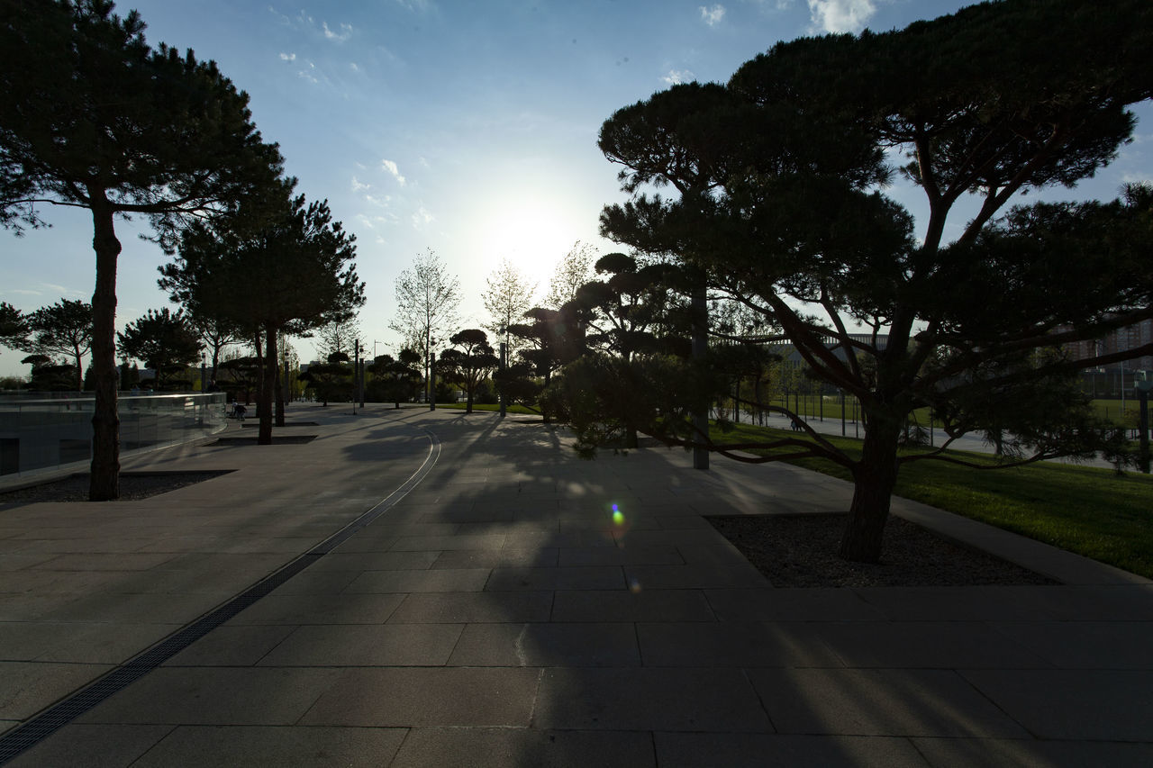 TREES BY FOOTPATH IN CITY