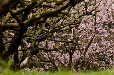 Close-up of fresh flower tree