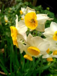 Close-up of yellow flower