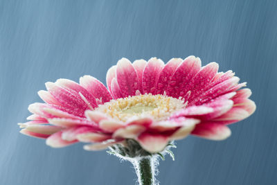 Close-up of pink flower blooming outdoors