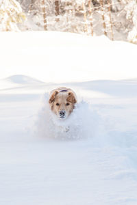 Dog sitting on snow covered field