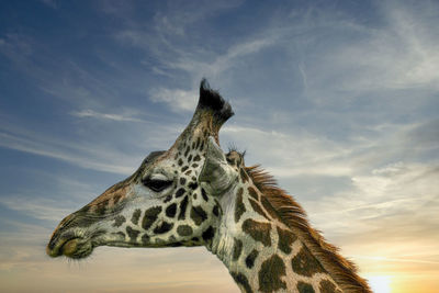 View of giraffe against sky