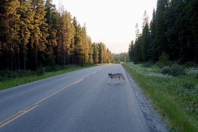 Wolf walking on road amidst trees