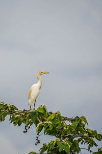 Bird perching on a tree