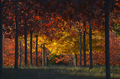 Trees in forest during autumn