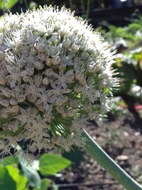 Close-up of white flowering plant on field