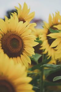 Close-up of sunflower