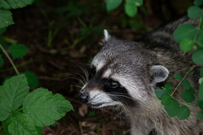 Close-up of an animal looking away