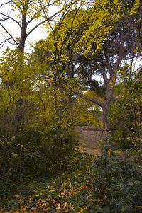 Trees in forest