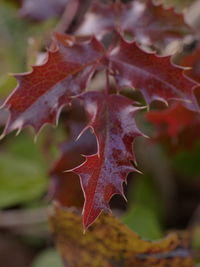 Close-up of dry maple leaves