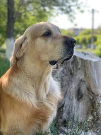 Close-up of golden retriever looking away