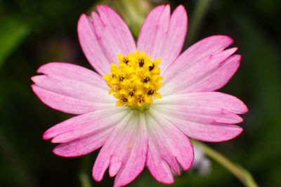 Close-up of pink flower