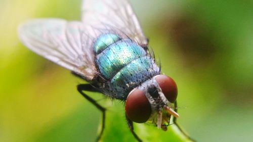 Close-up of insect on leaf