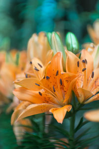 Close-up of orange lily