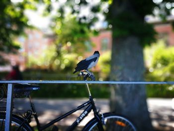 Close-up of bird perching on railing