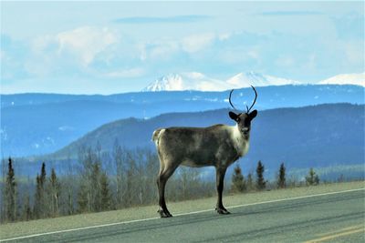 Lone caribou standing on road in british columbia, canada