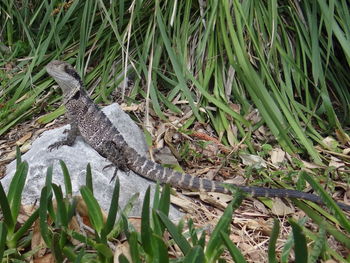 High angle view of lizard on land