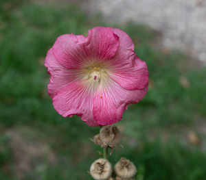 Close-up of pink flower