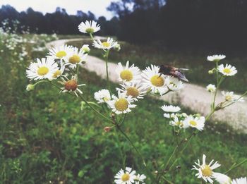 Close-up of white daisy flowers