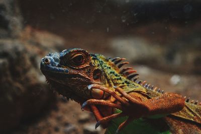 Close-up side view of a lizard