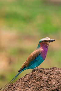 Close-up of bird perching on a tree