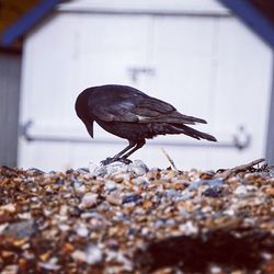 Close-up of bird perching
