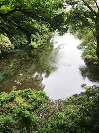 Scenic view of river amidst trees in forest