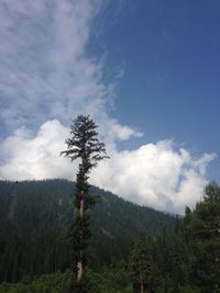 Low angle view of pine tree against sky