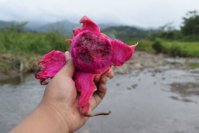 Close-up of hand holding pink fruit at riverbank