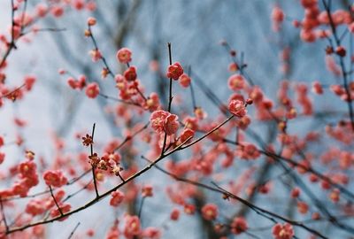 Low angle view of cherry blossom