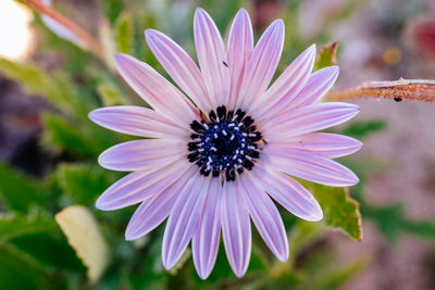Close-up of purple flower