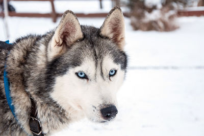 Siberian husky dog