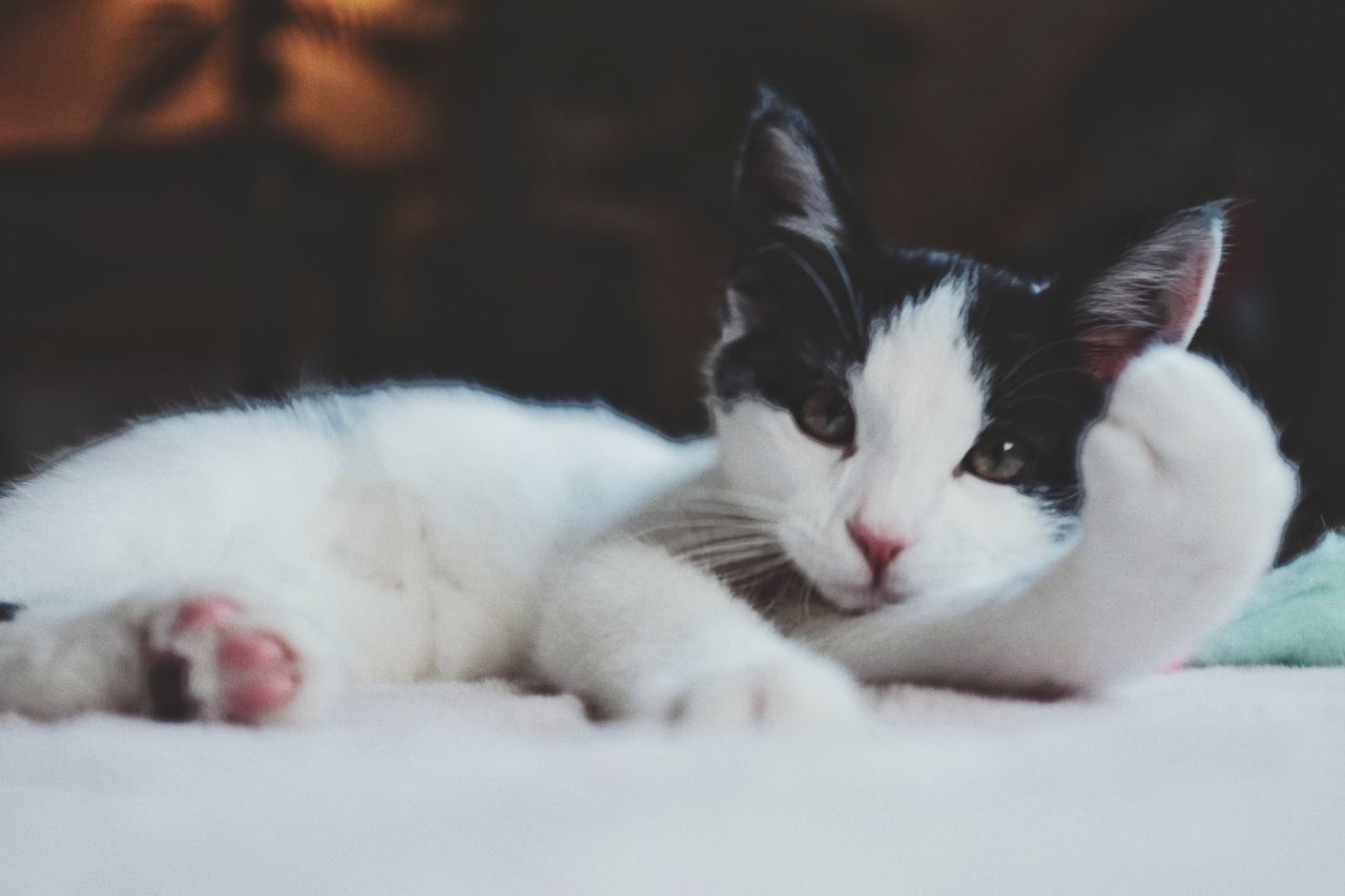 CLOSE-UP OF WHITE CAT