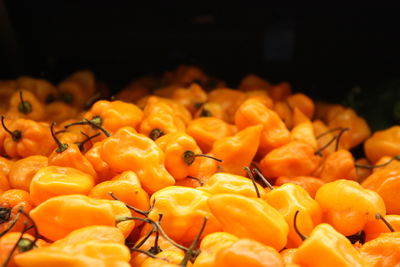 Close-up of orange