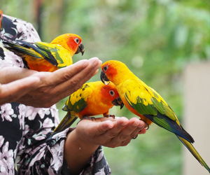 Butterfly perching on a hand holding a bird