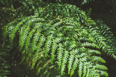 Close-up of fern leaves