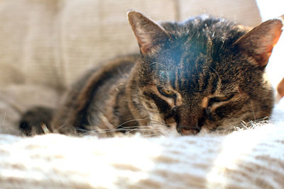 Close-up of cat relaxing