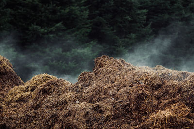 Close-up of hay in forest